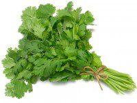 cilantro 200x150 1