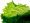 lettuce 200x150 1