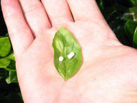 questions about hormone pellets answered 200x150 1