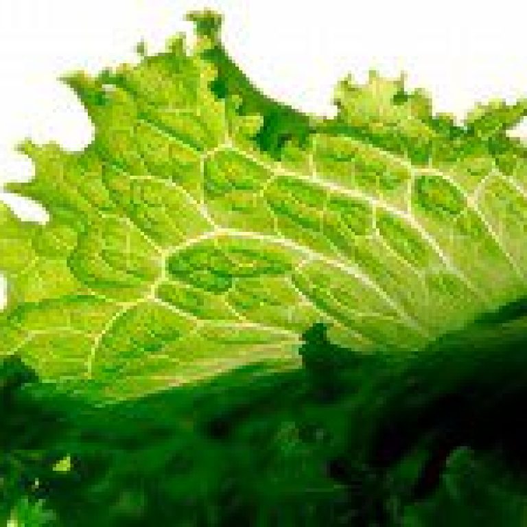 lettuce 200x150 1